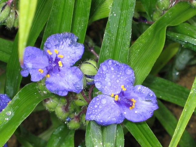 Tradescantia